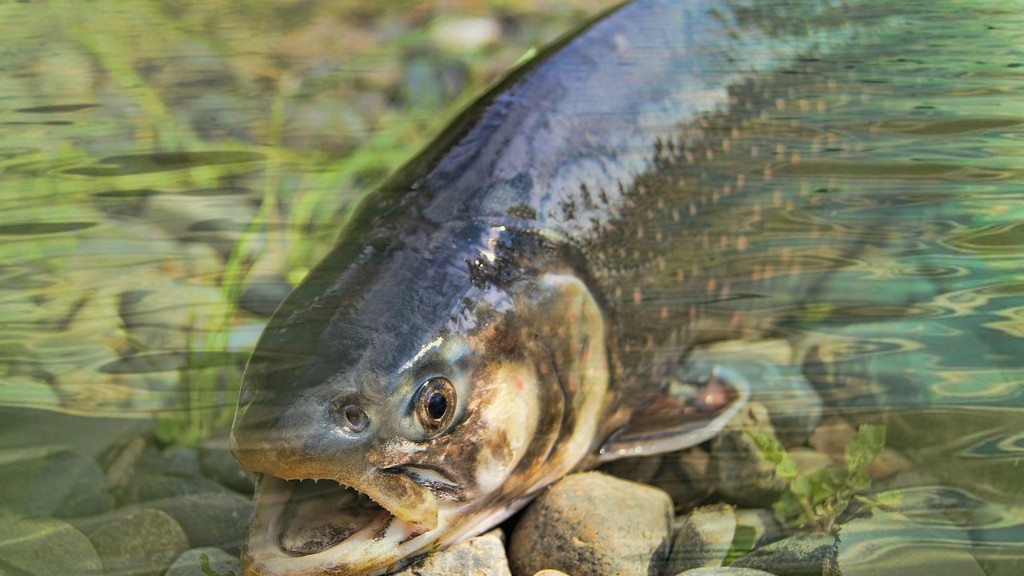Er Wilson River stengt for laksefiske
